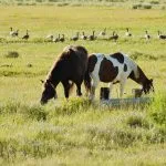 Adoption in Wyoming