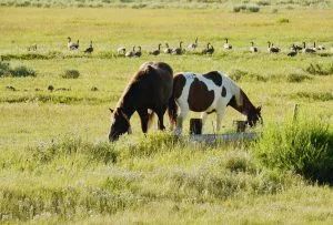 Adoption in Wyoming