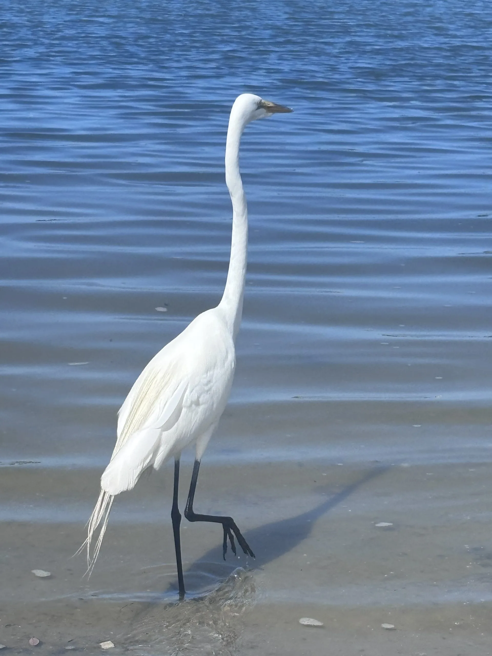 florida adoptions
